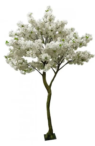 Cream Blossom Tree 2.7m