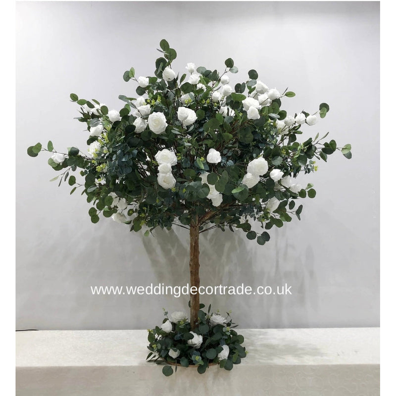 White Rose Eucalyptus Tree