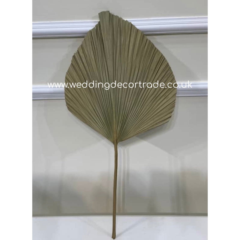 Dried Palm Leaf x10 - Large